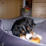 Trockene Brötchen kenn ich, die schmecken auch hier gut 12