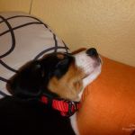 So ein Sofa ist schon was feines 13