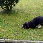 Komm doch, krieg mich doch ...................... 2012-01-27-1523-09