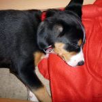 Oh Man was bin ich jetzt geschafft.
Spielen ist ja sooooooooooo anstrengend 2012-01-27-1607-24