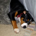 Unter Frauchens Decke kann man richtig schön kuscheln. 2012-02-26-1445-05