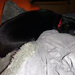 Aber auch auf der Decke und dem Sofa ist es klasse 2012-02-29-2207-02