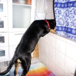 Wo ist denn Herrchen hin verschwunden? 2012-03-02-0801-05