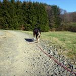 Oh, Frauchen ruft 2012-03-02
