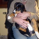 Wer sagt denn da das Entlebucher keine Schoßhunde sind ? 2012-03-02