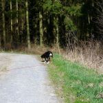 Na gut, dann lauf ich eben zu Frauchen 2012-03-08