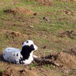 Dalmatinerlämmchen 2012-03-28
